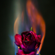 Image for article titled 29 Photos Pyromaniacs Will Love